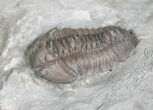 Flexicalymene Trilobite from Ohio - D #5904-1